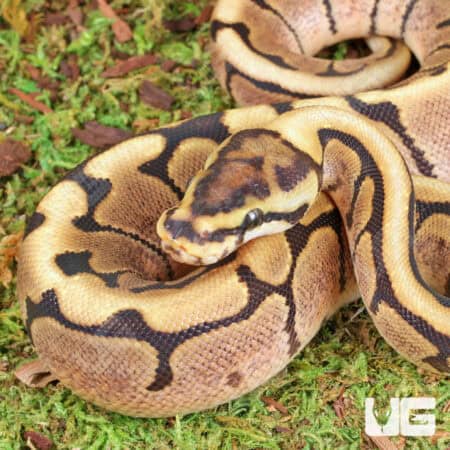 Baby Spider Ball Python For Sale - Underground Reptiles