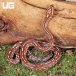 Baby Tessera Cornsnakes For Sale - Underground Reptiles