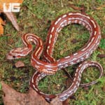 Baby Tessera Cornsnakes For Sale - Underground Reptiles