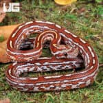 Baby Tessera Cornsnakes For Sale - Underground Reptiles