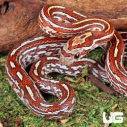 Baby Tessera Cornsnakes For Sale - Underground Reptiles