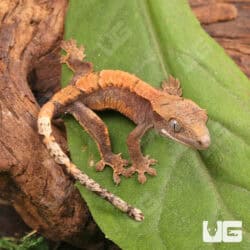 Baby Tiger Harlequin Dalmatian Crested Geckos For Sale - Underground Reptiles