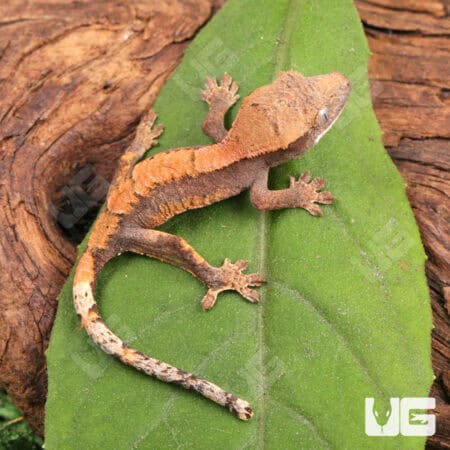Baby Tiger Harlequin Dalmatian Crested Geckos For Sale - Underground Reptiles