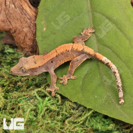 Baby Tiger Harlequin Dalmatian Crested Geckos For Sale - Underground Reptiles
