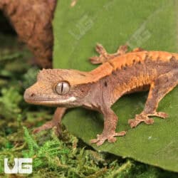 Baby Tiger Harlequin Dalmatian Crested Geckos For Sale - Underground Reptiles