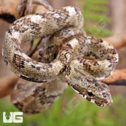 Baby Bird Snake (Phrynonax poecilonotus) For Sale - Underground Reptiles