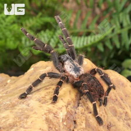 Bamboo Earth Tiger Tarantula (Taksinus bambus) For sale - Underground Reptiles