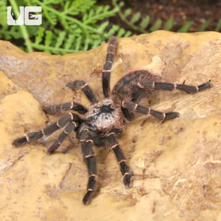 Bamboo Earth Tiger Tarantula (Taksinus bambus) For sale - Underground Reptiles
