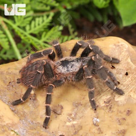 Bamboo Earth Tiger Tarantula (Taksinus bambus) For sale - Underground Reptiles