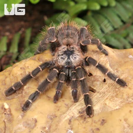 Bamboo Earth Tiger Tarantula (Taksinus bambus) For sale - Underground Reptiles