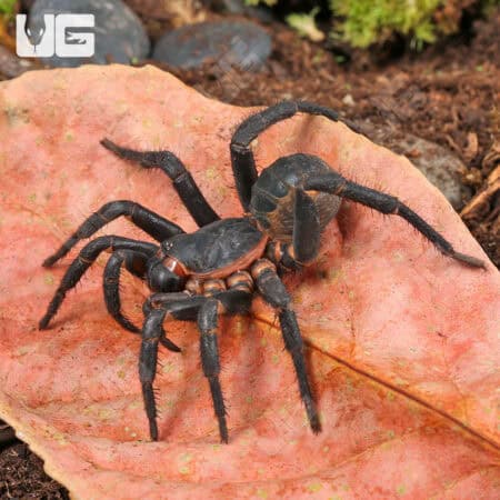 Black Armored Trapdoor Spiders For Sale - Underground Reptiles