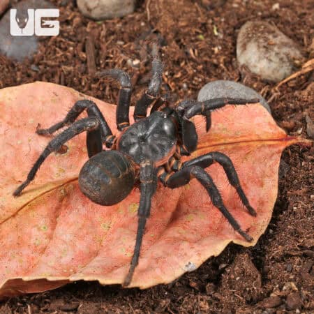 Black Armored Trapdoor Spiders For Sale - Underground Reptiles