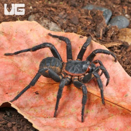 Black Armored Trapdoor Spiders For Sale - Underground Reptiles