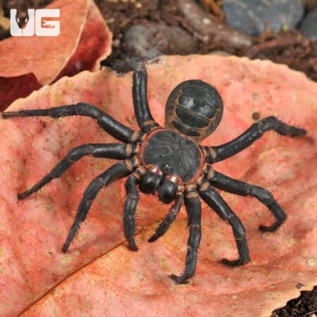 Black Armored Trapdoor Spiders For Sale - Underground Reptiles
