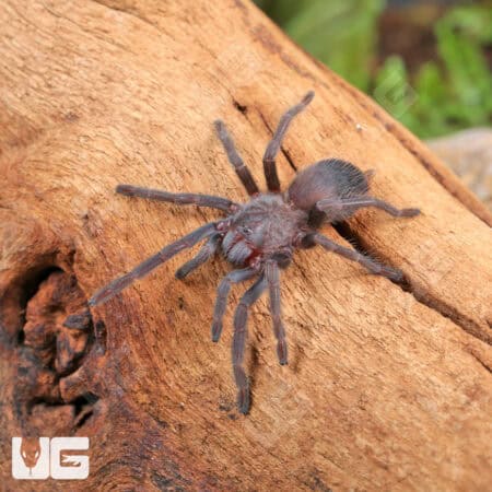 Brazilian Blue Violet Tarantula For Sale - Underground Reptiles