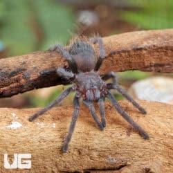 Brazilian Blue Violet Tarantula For Sale - Underground Reptiles