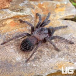 Brazilian Blue Violet Tarantula For Sale - Underground Reptiles