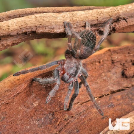 Brazilian Blue Violet Tarantula For Sale - Underground Reptiles