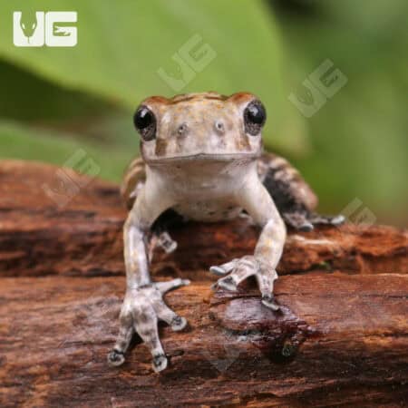 Bird Poop Tree Frogs For Sale - Underground Reptiles