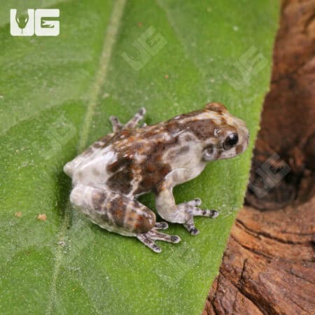 Bird Poop Tree Frogs For Sale - Underground Reptiles