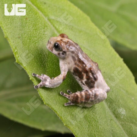 Bird Poop Tree Frogs For Sale - Underground Reptiles