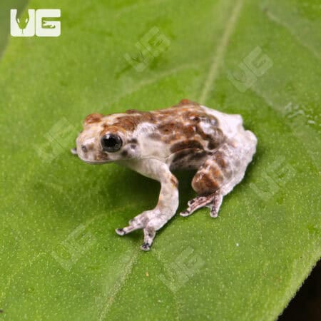 Bird Poop Tree Frogs For Sale - Underground Reptiles
