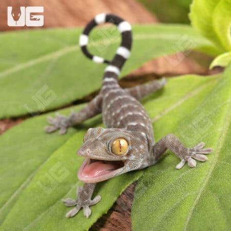 Tokay Geckos For Sale - Underground Reptiles