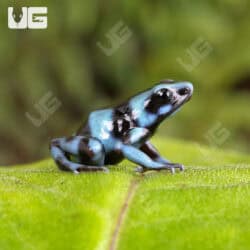 Blue And Black Auratus Dart Frogs For Sale - Underground Reptiles