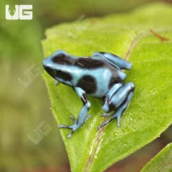 Blue And Black Auratus Dart Frogs For Sale - Underground Reptiles