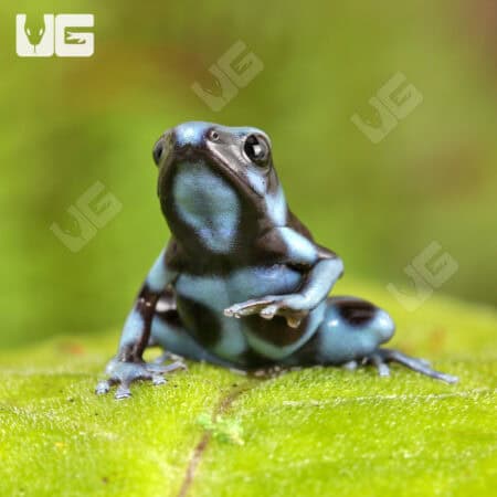 Blue And Black Auratus Dart Frogs For Sale - Underground Reptiles