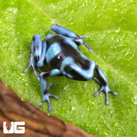 Blue And Black Auratus Dart Frogs For Sale - Underground Reptiles