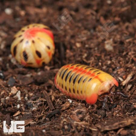 Candy Corn Pill Millipede (Rhopalomeris Carnifex) For Sale - Underground Reptiles