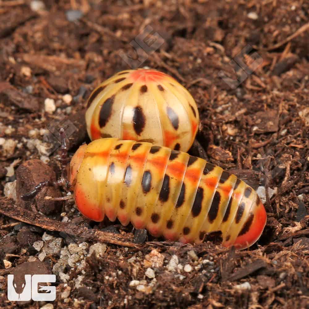 Candy Corn Pill Millipede (Rhopalomeris Carnifex) For Sale - Underground Reptiles