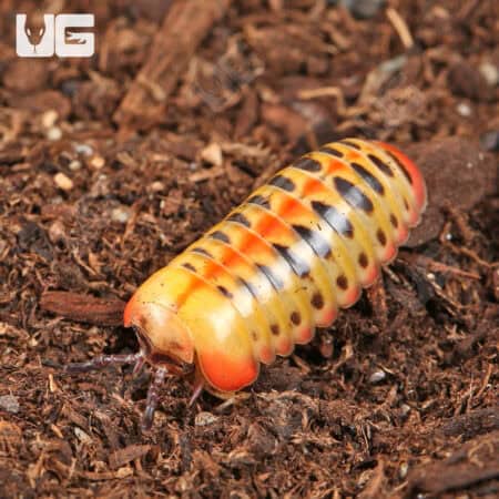 Candy Corn Pill Millipede (Rhopalomeris Carnifex) For Sale - Underground Reptiles