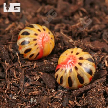 Candy Corn Pill Millipede (Rhopalomeris Carnifex) For Sale - Underground Reptiles