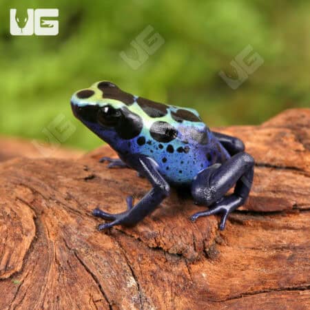 Yellow Sipaliwini Dart Frogs For Sale - Underground Reptiles