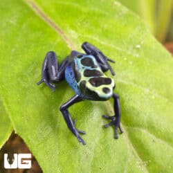 Yellow Sipaliwini Dart Frogs For Sale - Underground Reptiles