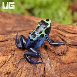 Yellow Sipaliwini Dart Frogs For Sale - Underground Reptiles