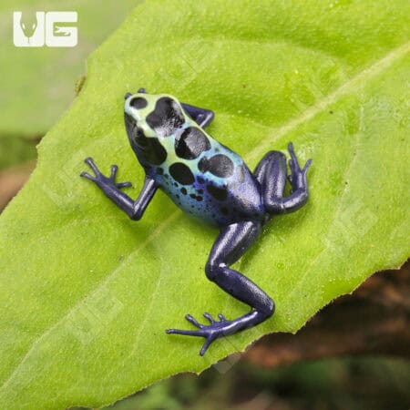 Dart frog on a green leaf, showcasing vibrant blue and black coloration.