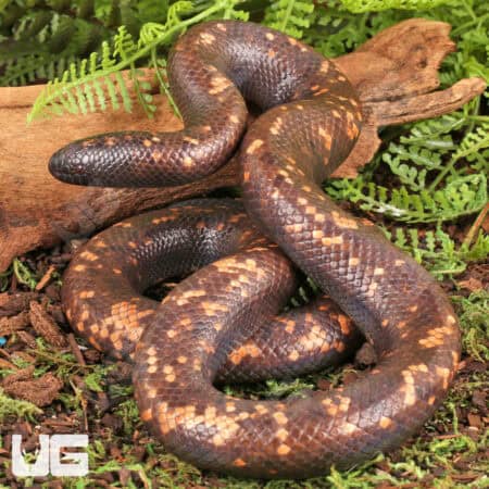 Calabar Pythons (Calabaria reinhardtii) For Sale - Underground Reptiles