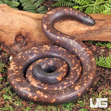 Calabar Pythons (Calabaria reinhardtii) For Sale - Underground Reptiles