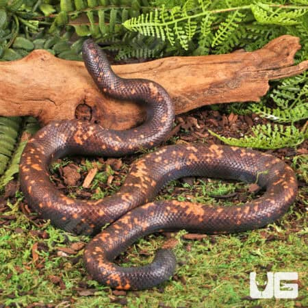 Calabar Pythons (Calabaria reinhardtii) For Sale - Underground Reptiles