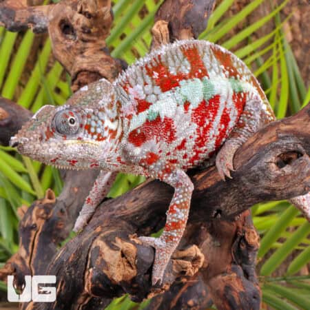 Cap Est Panther Chameleons For Sale - Underground Reptiles