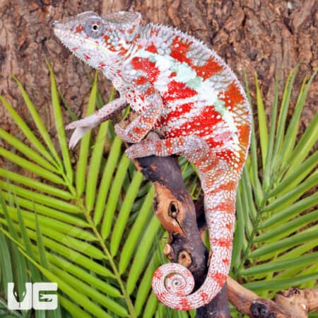 Cap Est Panther Chameleons For Sale - Underground Reptiles