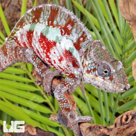 Cap Est Panther Chameleons For Sale - Underground Reptiles