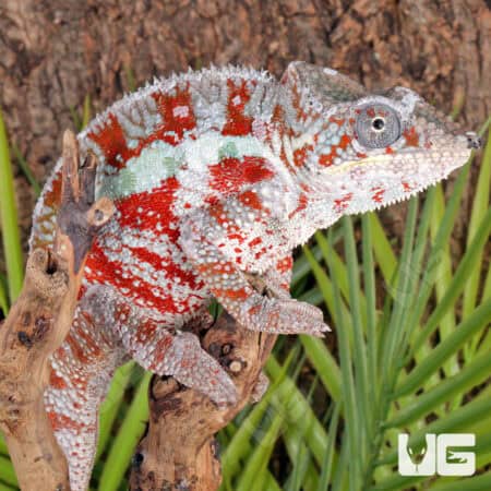 Cap Est Panther Chameleons For Sale - Underground Reptiles