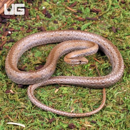 Common Big Eye Snakes (Mimophis mahfalensis) For Sale - Underground Reptiles