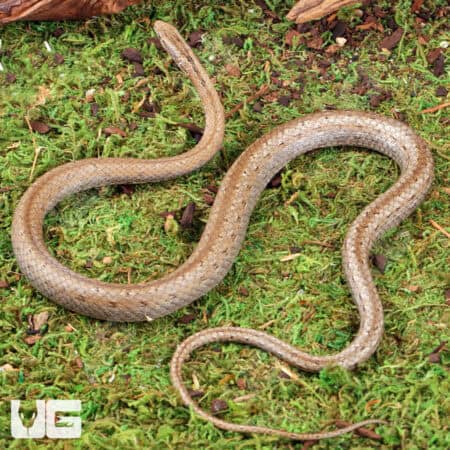 Common Big Eye Snakes (Mimophis mahfalensis) For Sale - Underground Reptiles