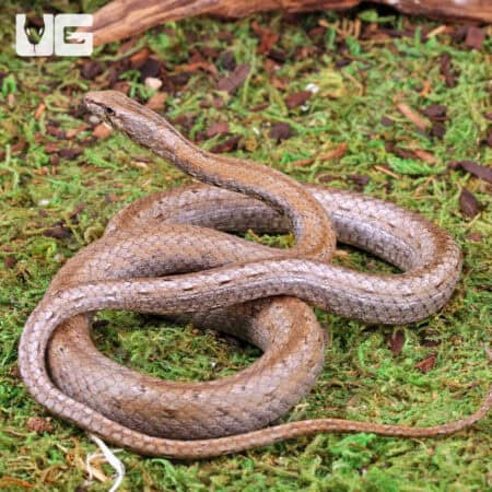 Common Big Eye Snakes (Mimophis mahfalensis) For Sale - Underground Reptiles