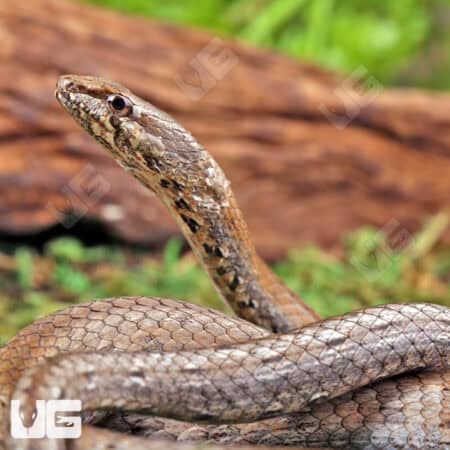 Common Big Eye Snakes (Mimophis mahfalensis) For Sale - Underground Reptiles